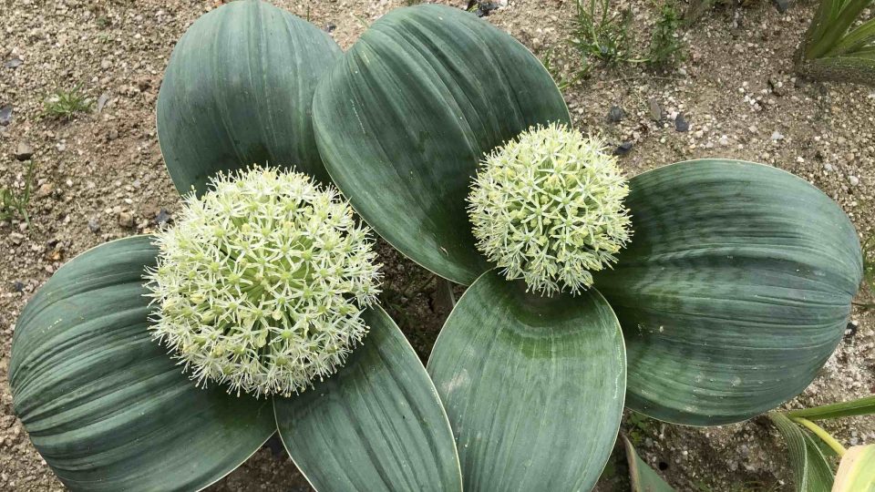 Allium Ivory Queen – již starší odrůda, ale velmi obdivovaná, barva je slonovinově bílá, stonek velmi krátký, takže vyrůstá téměř z listů, které jsou velmi široké