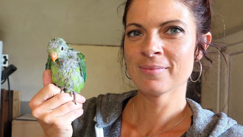 Michaela Záhořová si plní dětské sny. Rozhodla se chovat exotické ptactvo a dnes už má téměř 30 kusů