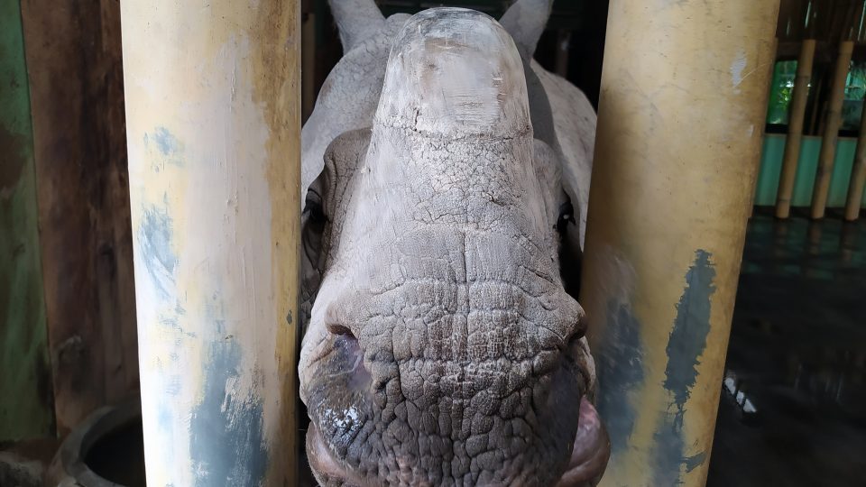 Nosorožec indický