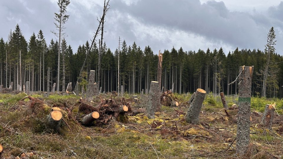 Vývraty, pahýly, ale i celé souše jsou důležité pro lesní ekosystémy
