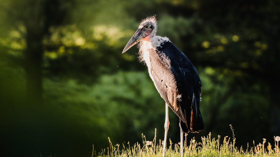 Safari Park Dvůr Králové - čáp marabu