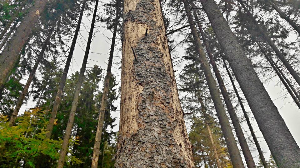 Nekonečný příběh připomíná boj českých lesáků s kůrovcem. Vlastníci napadených lesů se mají soustředit především na aktivní vyhledávání ohnisek lýkožrouta smrkového
