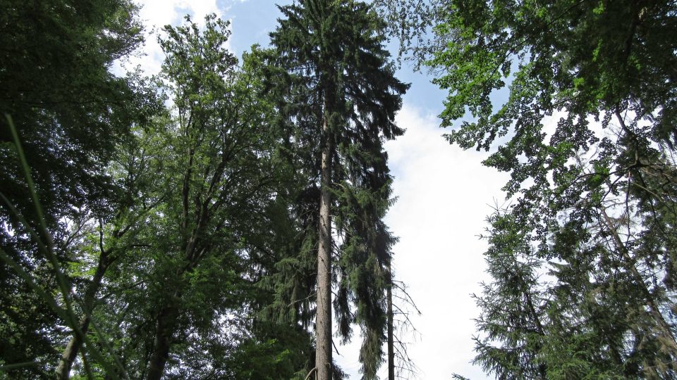 Nejvyšší smrk v Českém lese měří 52 metrů