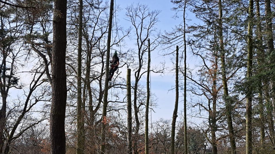 Kácení stromů v plzeňském lesoparku Homolka