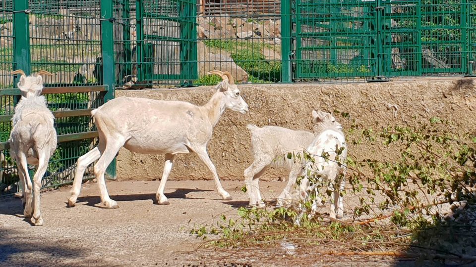 Další dvě mláďata vysokohorské aljašské ovce se narodila v květnu a červnu v plzeňské zoo