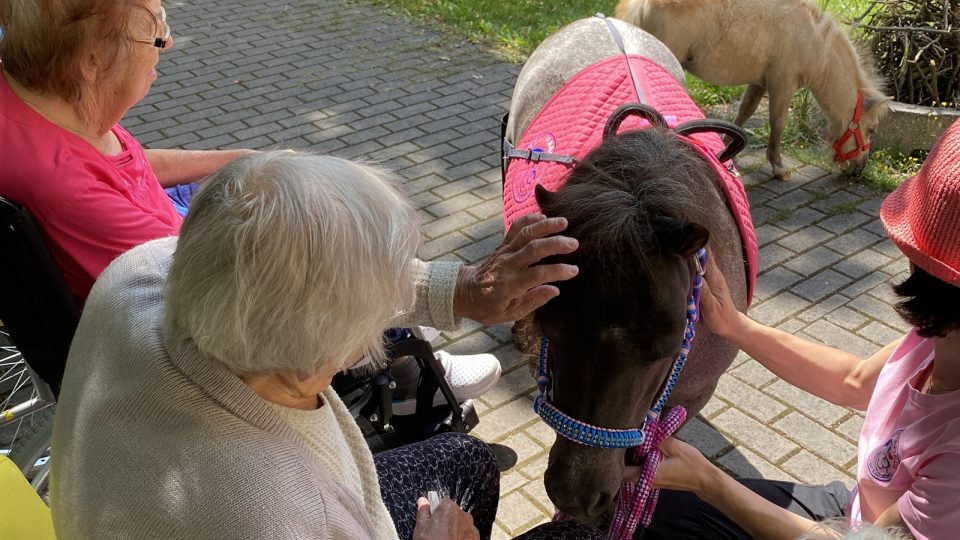 Ponyterapie v v Domě pro zdravotně postižené v Horní Bříze