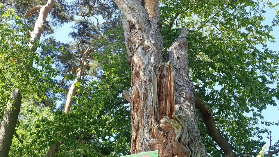 Památná borovice v Lomu na Tachovsku