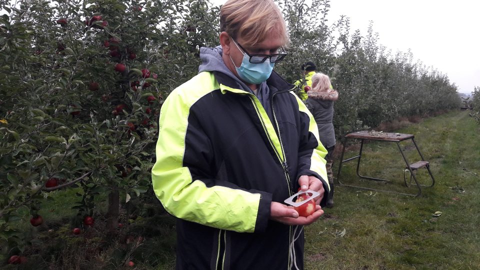 Úroda jablek v Sadech Vranov