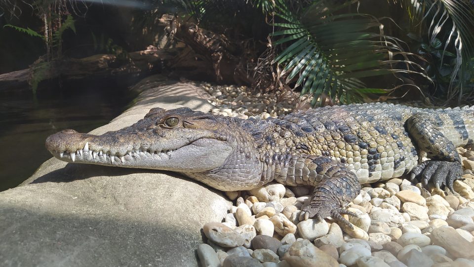 Krokodýl filipínský patří k těm nejohroženějším druhům