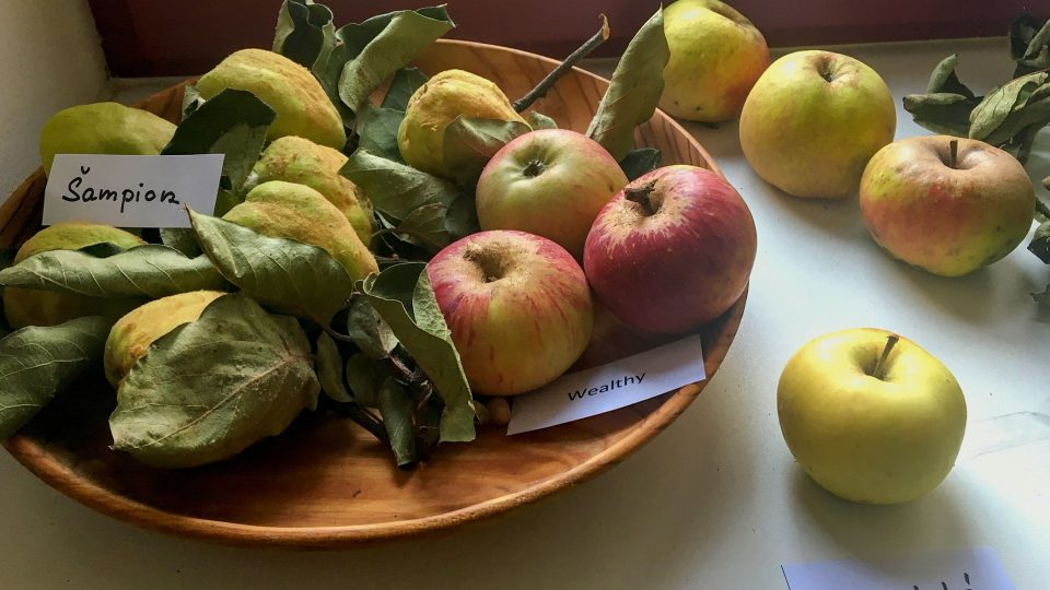Staré odrůdy jablek