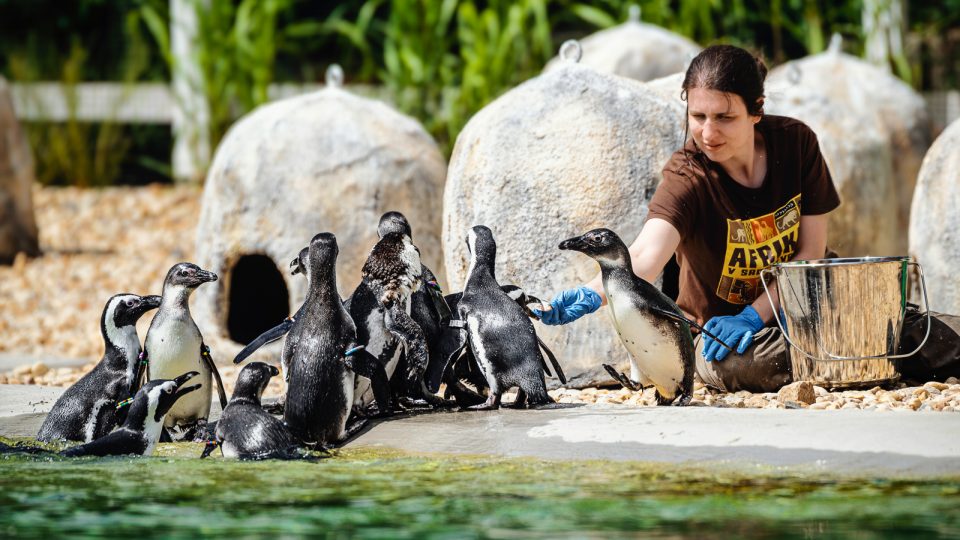 Safari Park Dvůr Králové - expozice tučňáků patří mezi největší v Evropě