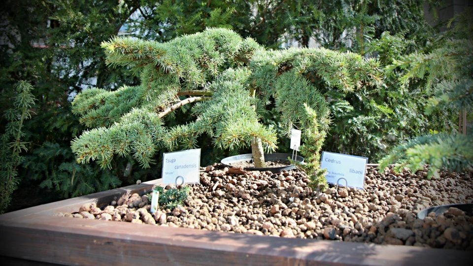 Zahrada, o kterou se stará plzeňský Alpinum klub, se může pochlubit i kolekcí cedrů