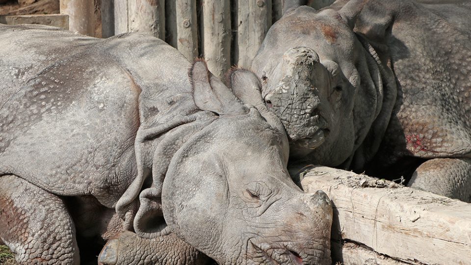 Dvouapůlletá samice nosorožce indického opustila podle plánu zoologickou zahradu v Plzni
