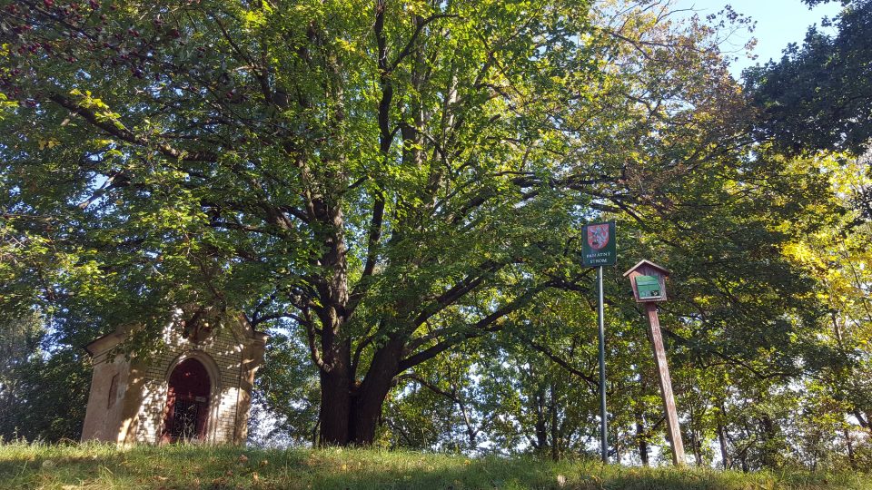 Kaplička a památný strom ukazují na místo, kde stávala tvrz Dvorec