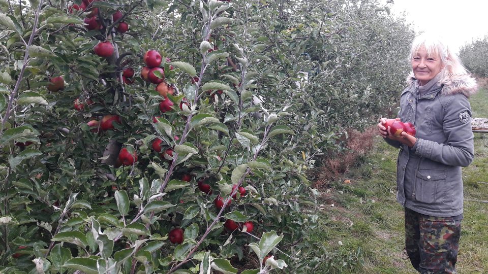 Úroda jablek v Sadech Vranov