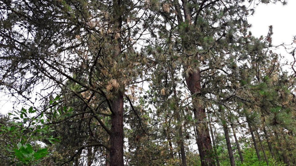 Uschlé borovice v okolí Boleveckých rybníků