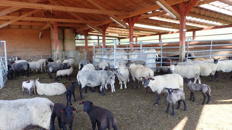 Kolem 200 ovcí různých plemen chová Markéta Staňková v Jemnici na Tachovsku. Když mají mladé, je o zábavu postaráno!