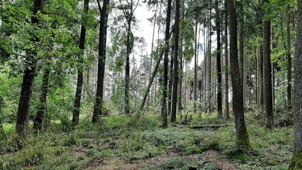 Lesy v okolí Blovic poškodily vichřice