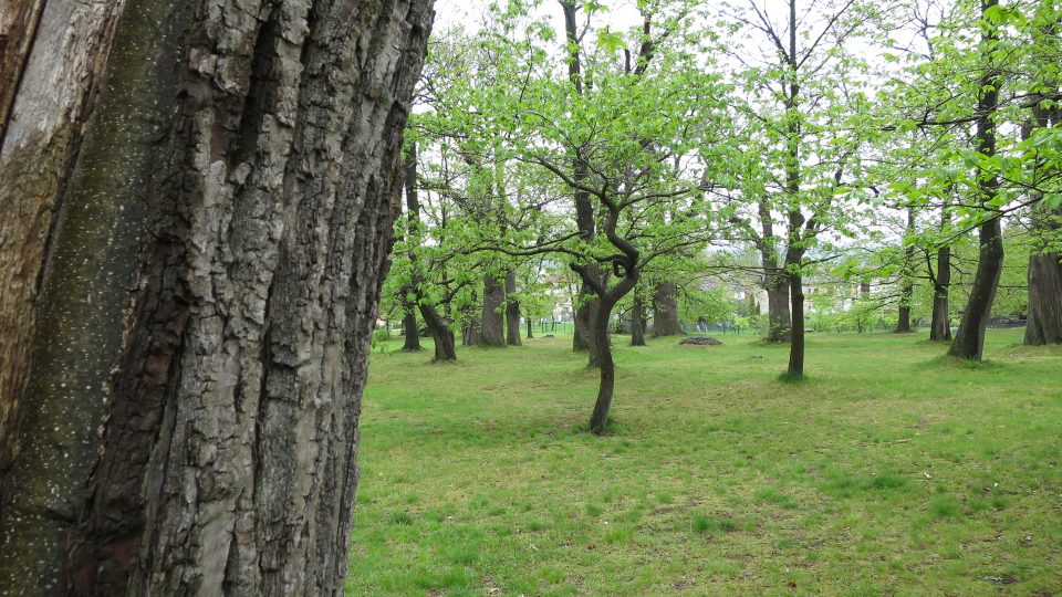 V Kaštance najdete staré jedince i nově vysazené stromky