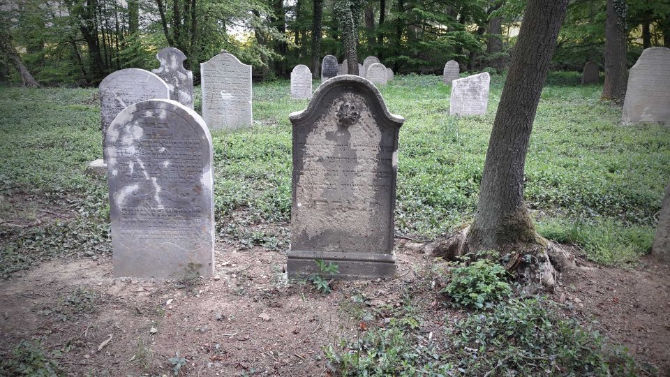 Popadané náhrobky, zasypané hlínou a zarostlé břečťanem. Tak ještě před pár týdny vypadal židovský hřbitov v Terešově na Rokycansku. Díky dotaci se letos podařilo většinu náhrobních kamenů postavit a ukotvit