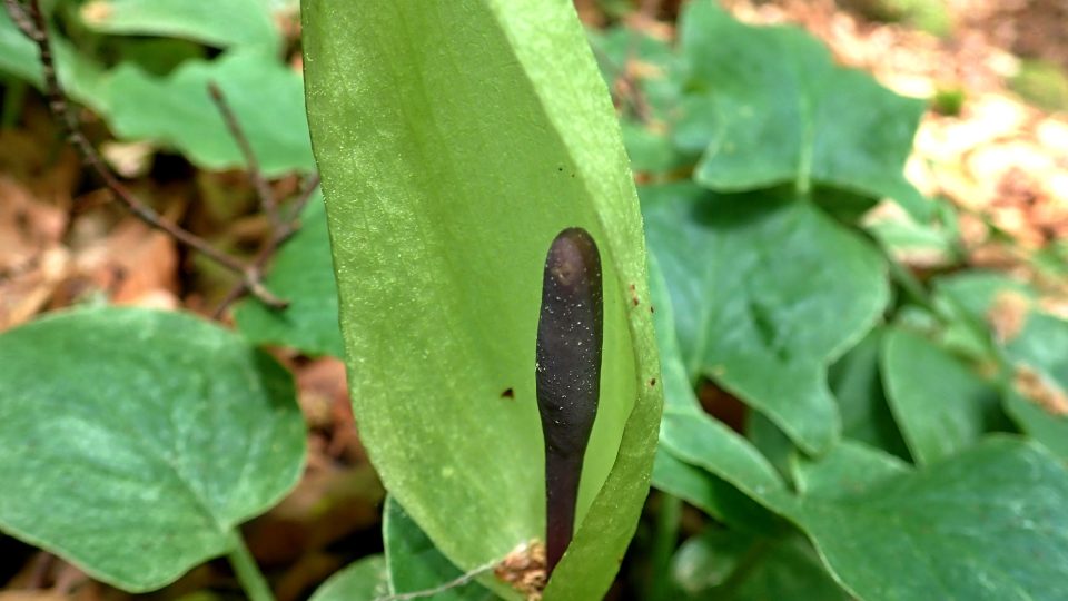 Árón plamatý (Arum maculatum)