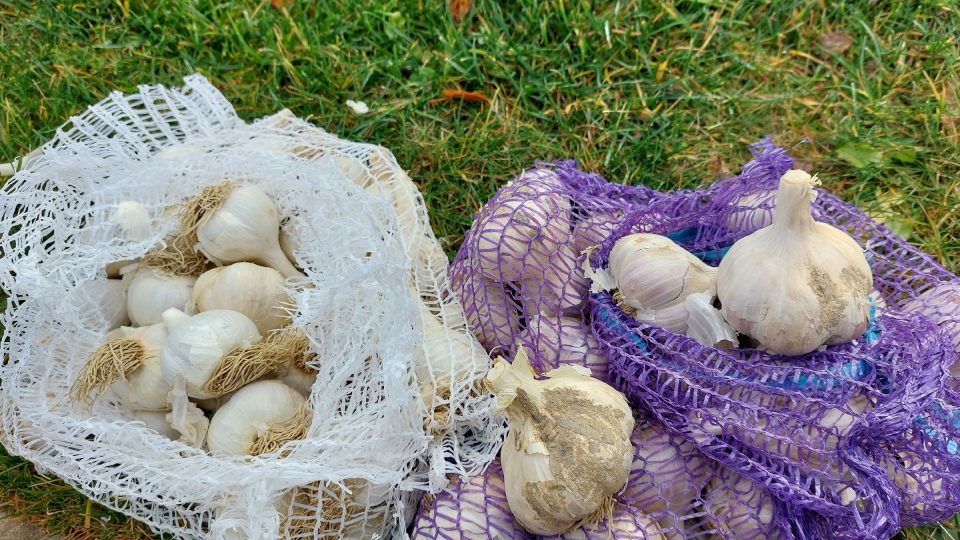 Každý druh česneku má něco do sebe. Existuje paličák, nepaličák, rané i pozdní odrůdy, a dokonce i česnek pro žlučníkáře | foto: Irena Šarounová, Český rozhlas Každý druh česneku má něco do sebe. Existuje paličák, nepaličák, rané i pozdní odrůdy, a dokonce i česnek pro žlučníkáře