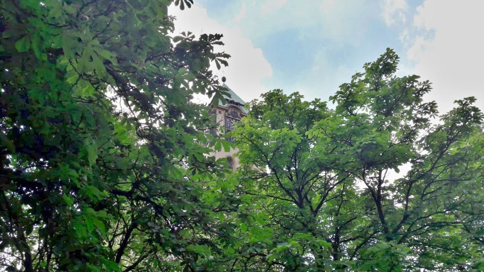 Petice proti kácení stromů vznikla v Plzni na Jiráskově náměstí. S obměnou stromů zhruba za tři roky počítá projekt obnovy náměstí