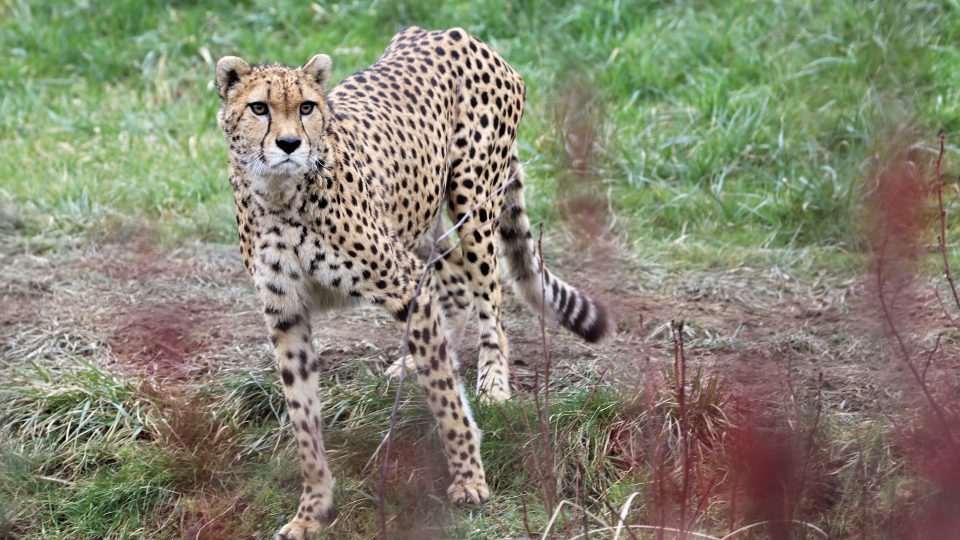 Gepard súdánský
