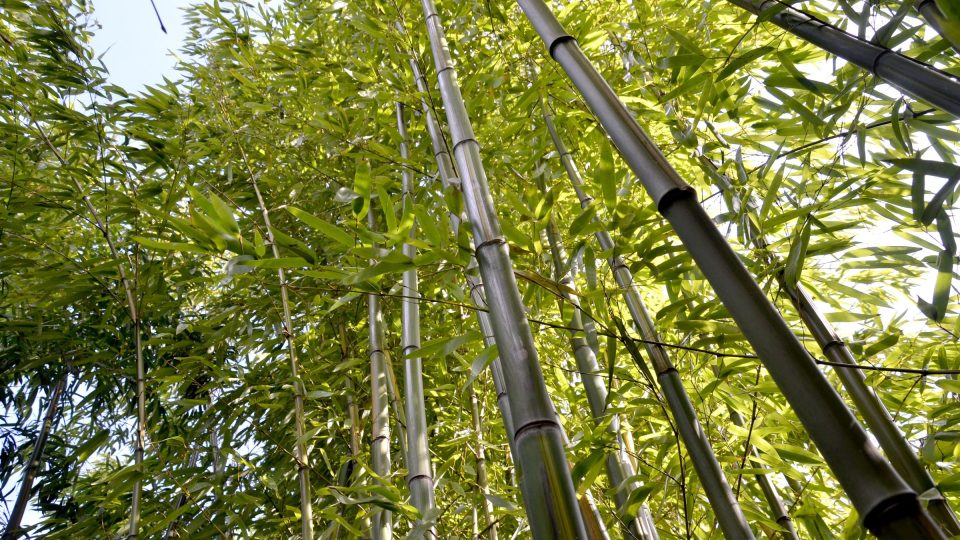 Stromovité formy bambusů, mohou u nás dorůst do výšky 8 nebo 9 metrů