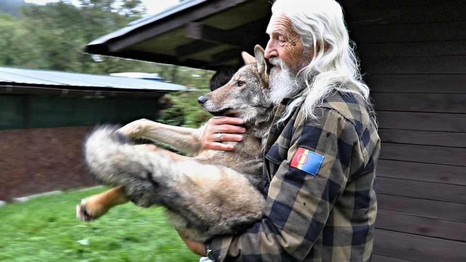 Krušnohorský vlk s ošetřovatelem Vladimírem Tomášem Smolíkem