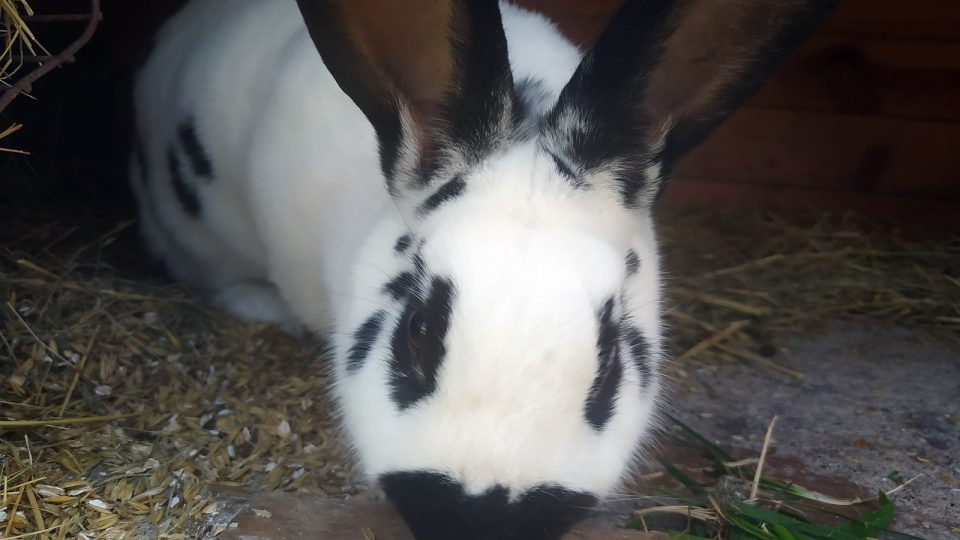 Velké uši králíkovi pomáhají s ochlazováním
