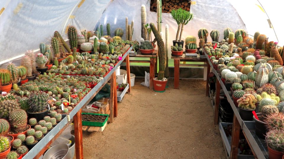 Rudolf Marek své kaktusové království založil v roce 2004 a dnes je obývá přibližně tisíc kaktusů
