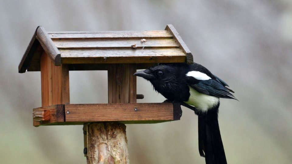Straka obecná by se k dobrotám v krmítku dostat neměla