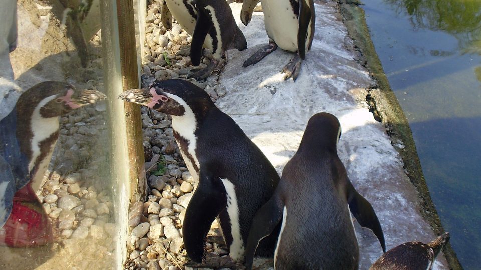 Tučňáci Humboldtovi