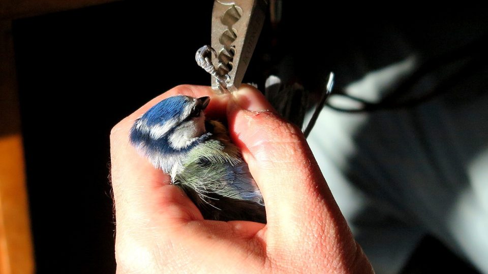 Kroužkování ptáků v Tachově