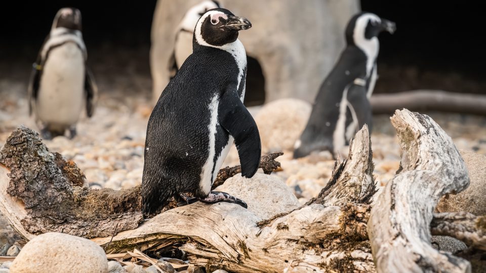 Safari Park Dvůr Králové - tučňáci brýloví