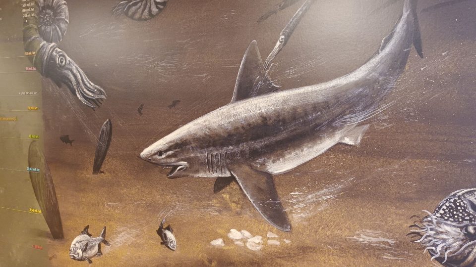 Dřív na místě Kurovického lomu bylo moře | foto: Silvie Pospíšilová, Český rozhlas Dřív na místě Kurovického lomu bylo moře