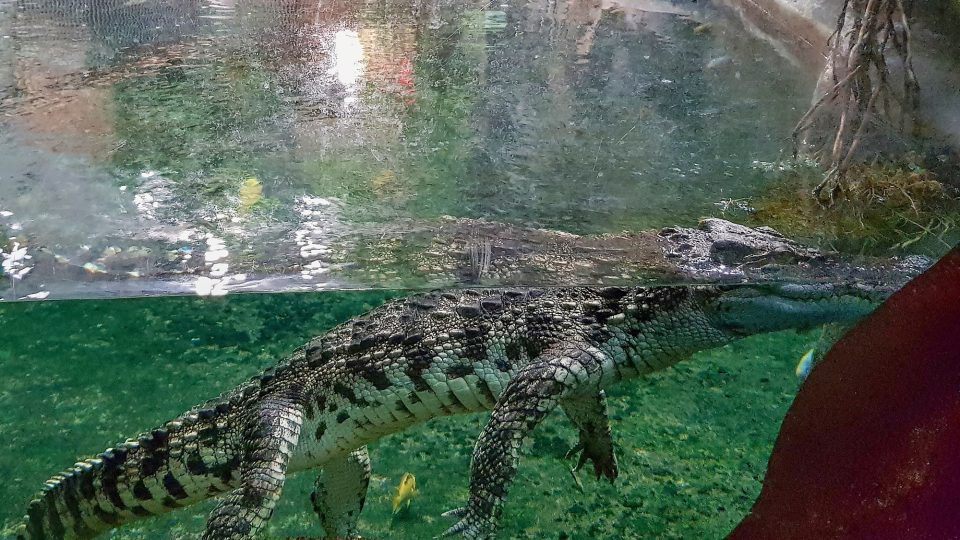 Krokodýl siamský