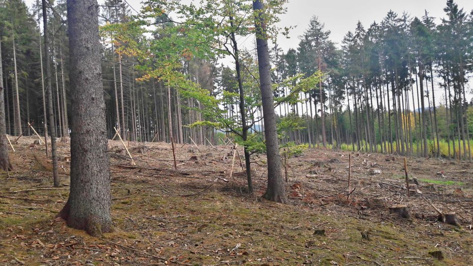 Nekonečný příběh připomíná boj českých lesáků s kůrovcem. Vlastníci napadených lesů se mají soustředit především na aktivní vyhledávání ohnisek lýkožrouta smrkového