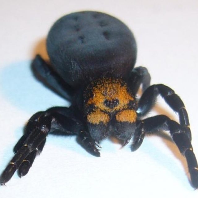 Stepník moravský - samice | foto: Jan Korba