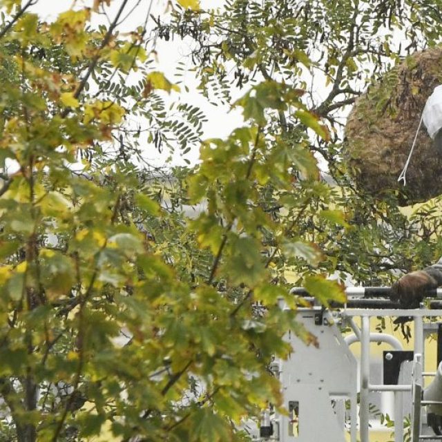 Likvidace sršního hnízda v Plzni | foto: ČTK