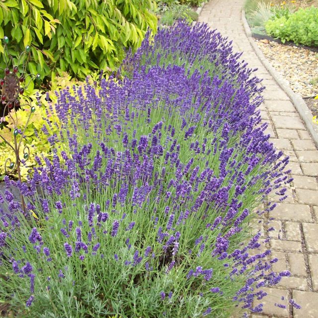 Záhon levandulí | foto: Stanislava Brádlová,  Český rozhlas