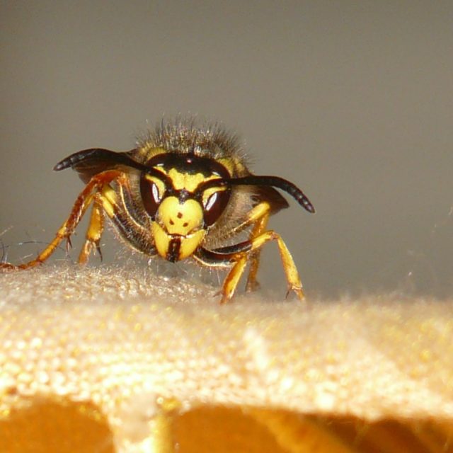 Spousta druhů vos ani nemá žihadlo | foto: Fotobanka Pixabay