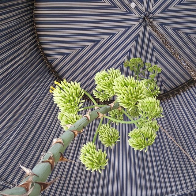 Na zámku v Nových Hradech rozkvetla pouštní agáve,  ve středoevropských podmínkách jde o vzácný jev | foto: Rudiger H. Ettrich