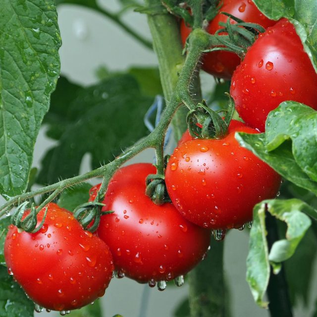 rajče | foto:  pixabay.com