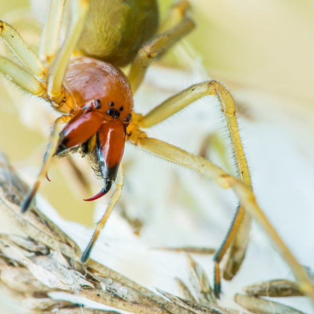 Zápřednice jedovatá | foto: Shutterstock