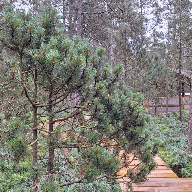 Borovice blatka | foto: Martina Klímová,  Český rozhlas