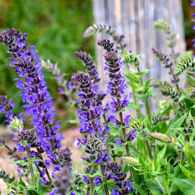 Šalvěj hajní | foto: Jolana Nováková,  Český rozhlas