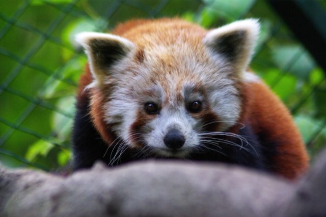Panda červená  (ilustrační foto) | foto: Roman Verner,  Český rozhlas