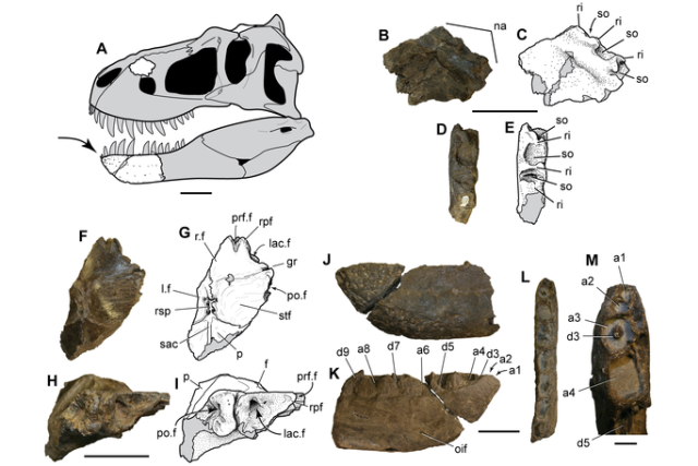 Rekonstrukce lebky rodu Tyranosaurus s dochovanými prvky holotypu zobrazenými v bílé barvě | foto: PLoS ONE